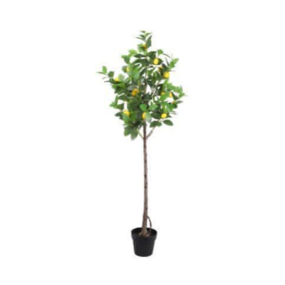 ARBOL DE LIMON 1.55