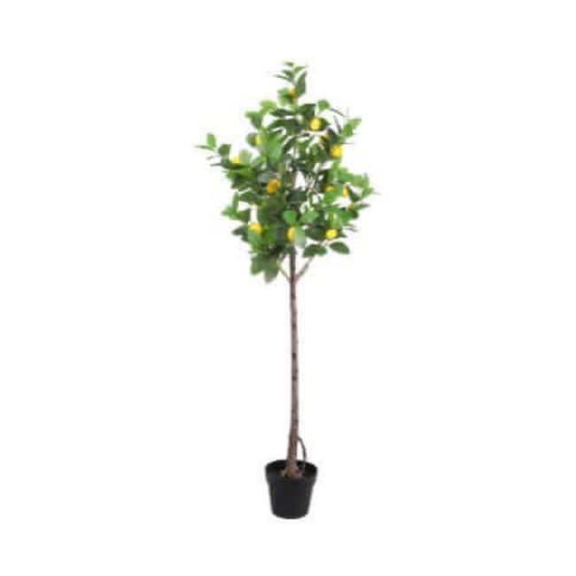 ARBOL DE LIMON 1.55